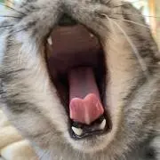 のぶの画像