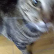 たまのための画像