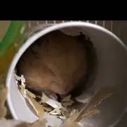 ぴよこの画像