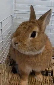 うーちゃんの画像