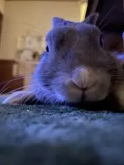 こまさ
