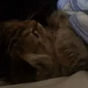 ちゆの画像