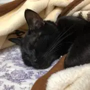 Sen