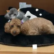 パパの画像