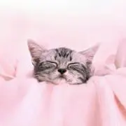 まゆうの画像