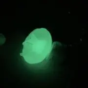 やぎやぎの画像