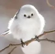 mameの画像