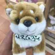 だいすけの画像