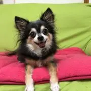 pihaの画像