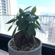 ハチの画像
