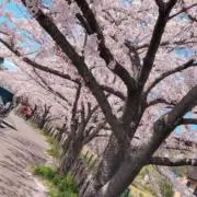 さくの画像