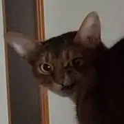 ウメナオの画像