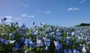 ねもちゃんの画像