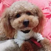 ぷうたんママ