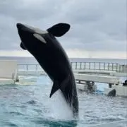 くっきー