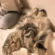 クの画像
