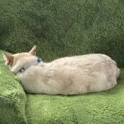 はるもなの画像