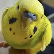 ゆずの画像