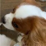 Jamie