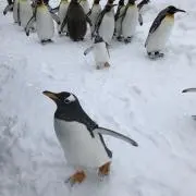 ぷくぷくの画像