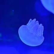 AKの画像