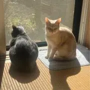 ニコパックの画像