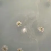 によ