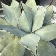 Miの画像