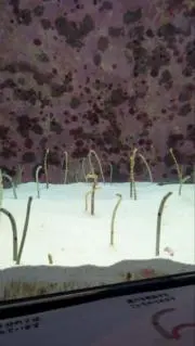 ブロリーの画像