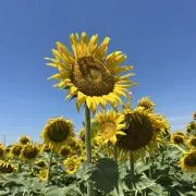のんの画像