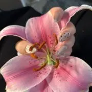 霞の画像