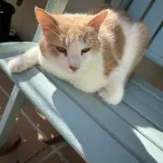金なしの猫好き プロフ読んでねの画像