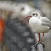 SYU
