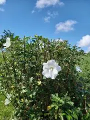 ちーこ