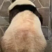 オルカの画像