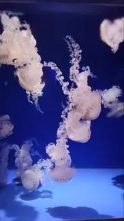 GUIの画像