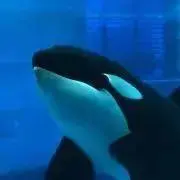 こんぺいとうの画像