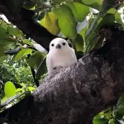 bacoの画像