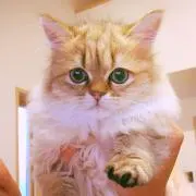 299の画像