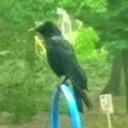 紺