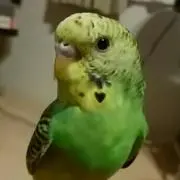 まゆ