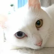 chi.ma.ki.