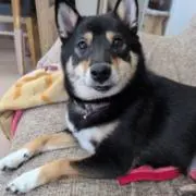 ふうたろの画像
