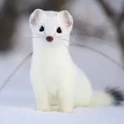 オコジョ