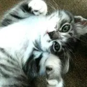 きなこ