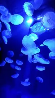 Bonchanの画像
