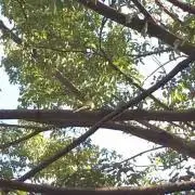 オリーブの画像