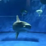 こんやっぴーの画像