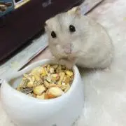 ビリーの画像