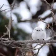 ちなつの画像
